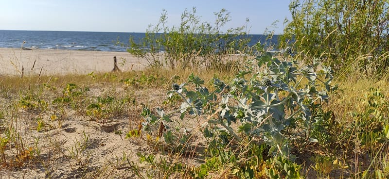 wyspa sobieszewska gdańsk plaża morze